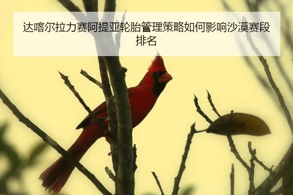 da-ka-er-la-li-sai-a-ti-ya-lun-tai-guan-li-ce-lve-ru-he-ying-xiang-sha-mo-sai-duan-pai-ming-3-747.jpg